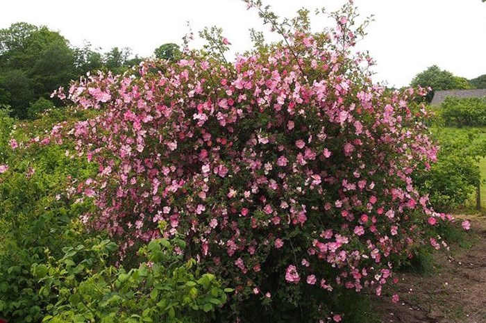 En blommande planta av spinosissima-rosen 'Professor Fagerlind'. Hela plantan är täckt av enkla, rosa blommor. Färgfoto.