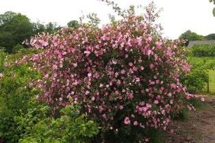 En blommande planta av spinosissima-rosen 'Professor Fagerlind'. Hela plantan är täckt av enkla, rosa blommor. Färgfoto.