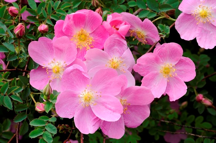Närbild av den enkla, rosa blomman hos spinosissima-rosen 'Professor Fagerlind'. Färgfoto. 