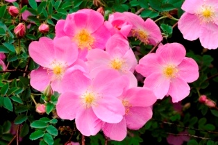 Närbild av de enkla, rosa blommorna hos spinosissima-rosen 'Professor Fagerlind'. Färgfoto.