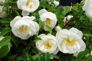 De vita blommorna hos spinosissima-rosen 'Vaplan'. Färgfoto.