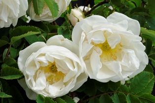 Närbild av de vita blommorna hos spinosissima-rosen 'Vaplan'.