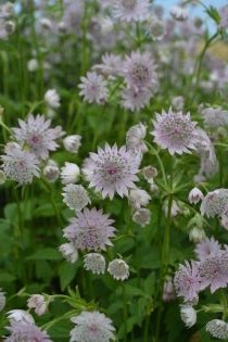 Stjärnflocka Astrantia major 'Lilla Mickelgårds, press mini. Foto Linnea Oskarsson, SLU.jpg