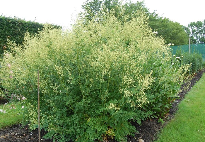 Kustruta 'Rospiggen'