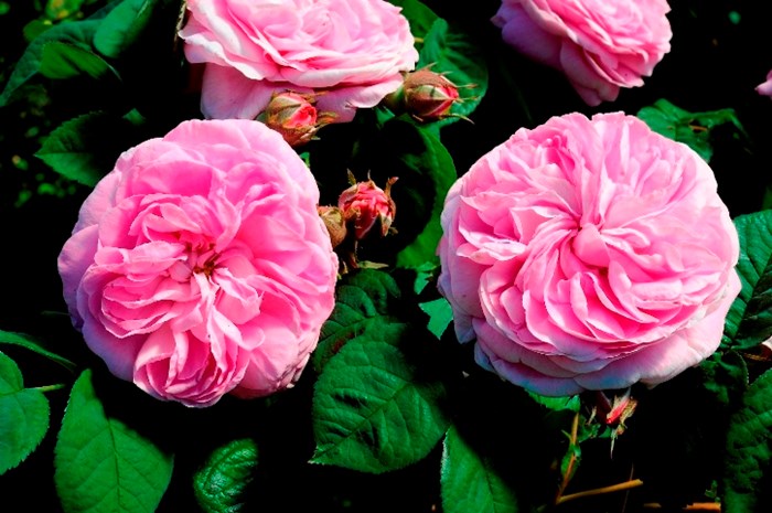 Närbild av blommorna hos rosen 'Strömsro'. I mitten av fotot syns två rosa rosor. Färgfoto.