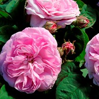 Närbild av tre rosablommande rosor av bourbonrosen 'Strömsro'. Färgfoto.