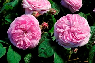 Närbild av de rosa blommorna hos buskrosen 'Strömsro'. Färgfoto.