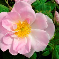 Färgfoto som föreställer Rosa (Damascener-Gruppen) 'Svea'. Fotot är en närbild av blomman och mittet av bilden ses en enkel, ljusrosa ros.