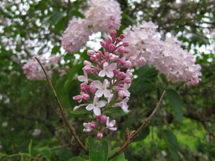 Närbild av en blomställning hos syrenen 'Emilie Piper'. Blommorna håller på att slå ut. 