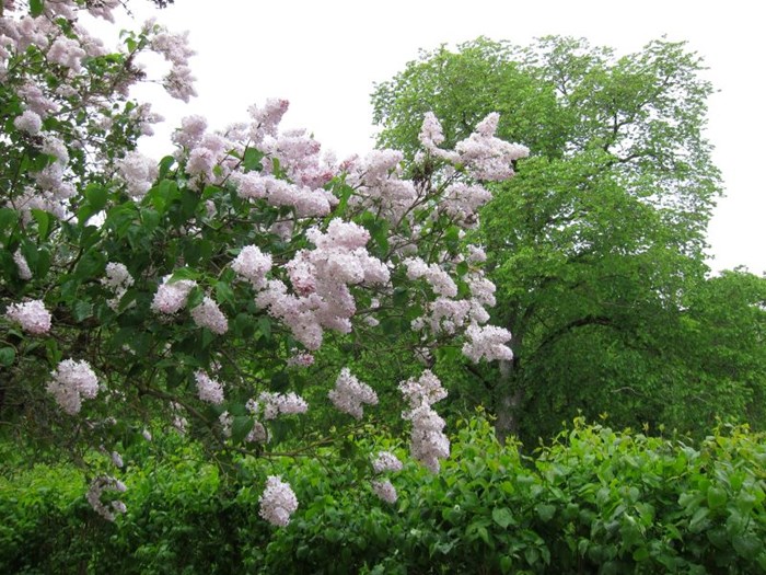 Syrenen 'Emilie Piper' i blom. På fotot växer den i en park och blommar rikligt med ljust rosa blommor. 