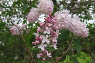 Närbild av blomställningen hos syrenen 'Emilie Piper'.