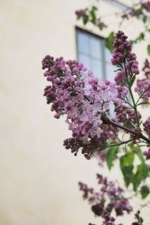 En blomställning av syrenen 'Emilie Piper' syns mot den ljust gula väggen av Löfstad slott. 