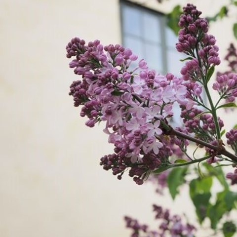 Närbild av den ljust lila blomställningen hos syrenen 'Emilie Piper'. På fotot syns en nyutslagen blomklase mot en ljusgul rappad vägg och ett grönt fönster på Löfstad slott. 
