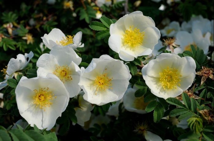De vita blommorna på taggtrådsrosen 'Kärnan'.