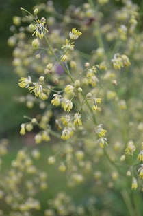 Närbild av blomställningen hos kustrutan 'Rospiggen'. Blommorna är gula och ser ut som små borstar. Färgfoto.