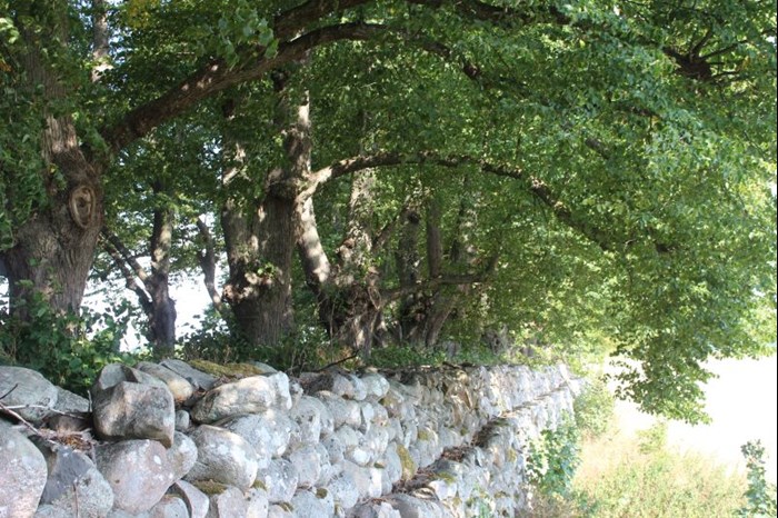 Parklinden 'Övedskloster' E, fotograferad i allén vid Övedskloster i Skåne. 