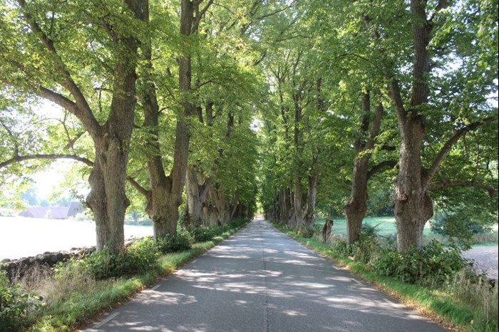 De gamla lindträden av sorten 'Övedskloster' E, fotograferade vid Övedskloster i Skåne. Färgfoto.