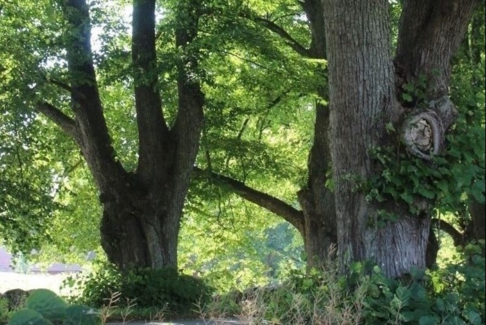 De gamla lindarna av sorten 'Övedskloster' E, fotograferade i allén vid Övedskloster i Skåne. Färgfoto.