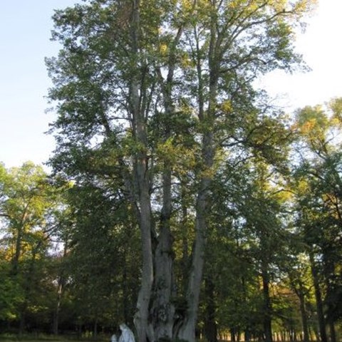 Parklind KRISTINA E, fotograferad vid Svartsjö slott på Färingsö i Mälaren. Trädet är mycket stort och har flera stammar. Fotot är taget på hösten och linden har gulnande blad. Färgfoto.
