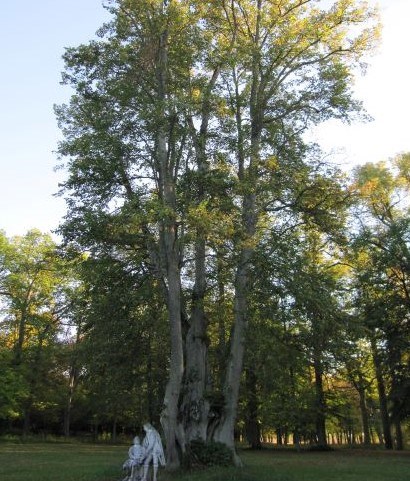 Parklind KRISTINA E, fotograferad vid Svartsjö slott på Färingsö i Mälaren. Trädet är mycket stort och har flera stammar. Fotot är taget på hösten och linden har gulnande blad. Färgfoto.