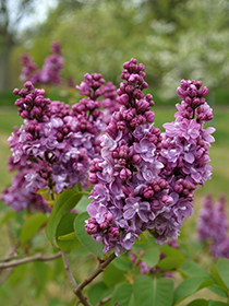 Blomklasar och bladverk av syrenen Toddylunden. Blommorna är rosa-lila med knoppar i en mörkare nyans.