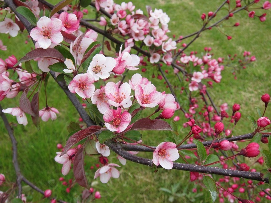 En blommande gren av prydnadsapeln 'Rosea Bonde'. Färgfoto.