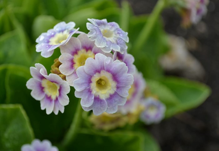 Närbild av den ljuslila blomman hos trädgårdsaurikel 'Krusenstiernska'. Blomman skiftar färg med åldern, från mörkt gul till ljust lila.