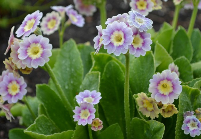 Blommande plantor av trädgårdsaurikeln 'Krusenstiernska'.