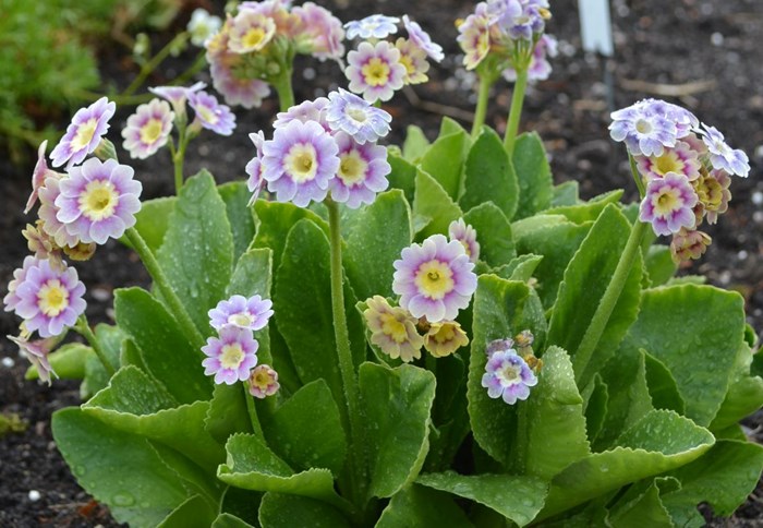 Blommande plantor av trädgårdsaurikeln 'Krusenstiernska'.