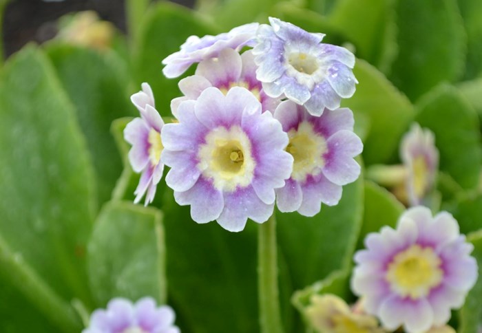 Närbild av den ljuslila blomman hos trädgårdsaurikel 'Krusenstiernska'.