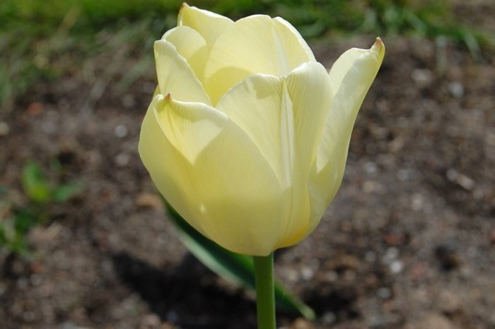 Närbild av den vita till ljusgula blomman hos tulpanen 'Kersti'.
