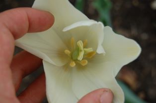Fotot är taget ner i blomman hos tulpanen 'Kersti' och man ser insidan av den vita till  ljust gula blomman. 