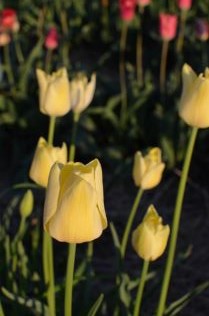 Tulpanen 'Kersti' med vita till ljust gula blommor växer i en klunga i kvällssol.