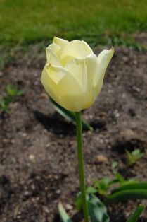 Närbild av den vita till ljust gula blomman hos tulpanen 'Kersti'.
