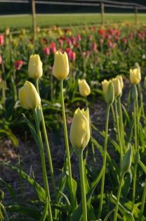 Tulpanen 'Kersti' med vita till ljust gula blommor växer i en klunga. I bakgrunden ses tulpaner i andra färger. 