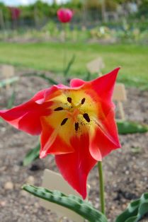 Fotot visar insidan av blomman hos tulpanen 'Skäret'. Insidan är korallrosa med gul botten. 