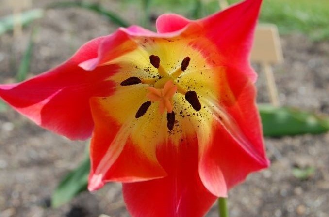 Färgfoto som visar insidan av blomman hos tulpanen 'Skäret'. 