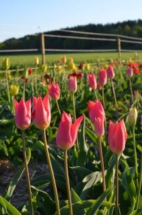 En klunga blommande rosa tulpaner av sorten 'Skäret'. I bakgrunden ses tulpaner i andra färger blomma. 