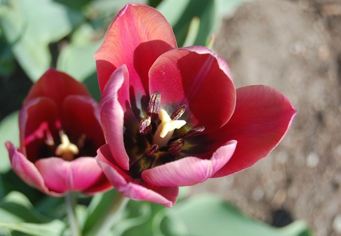 Närbild av blomman hos tulpanen 'Södra Öland'.