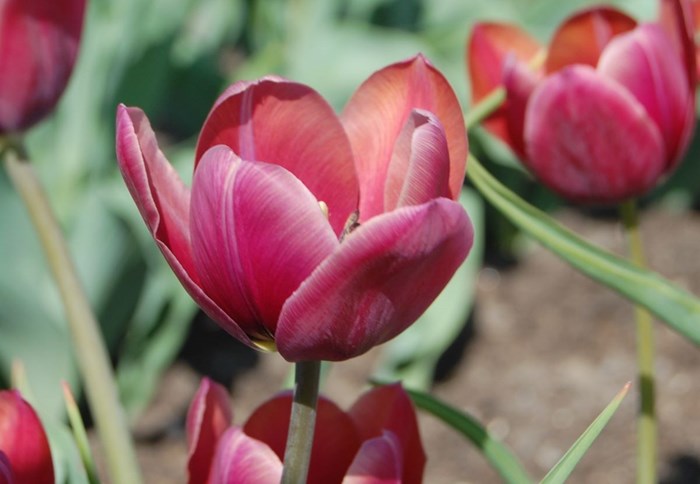 Närbild av blomman hos tulpanen 'Södra Öland'.