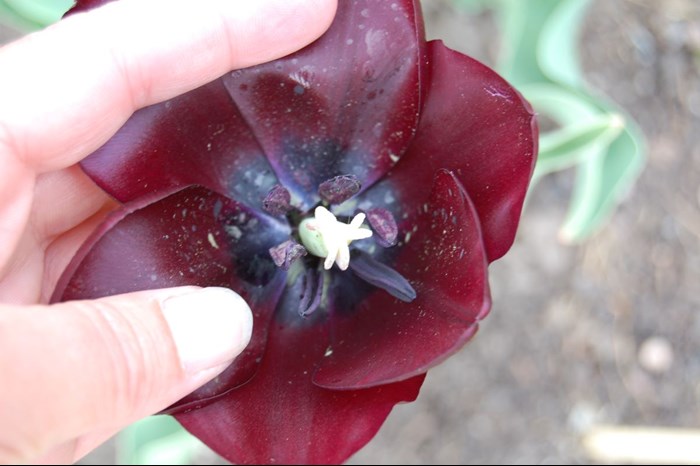 Fotot visar en hand som särar kalkbladen hos tulpanen 'Tofta' så att man ser insidan av kalkbladen. Mitten av blomman är mörkt röd, nästan svart. Insidan av kalkbladen är mycket mörkt röda. 