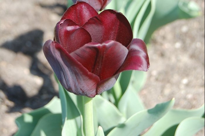 Närbild av den mörkt röda blomman hos tulpanen 'Tofta'.