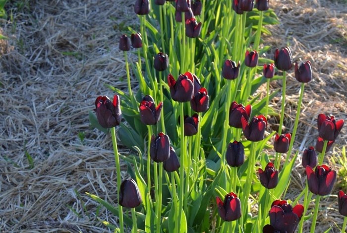 En blommande rad av tulpanen 'Tofta' i kvällsljus.