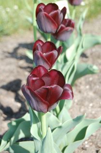 En rad av blommande tulpaner av sorten 'Tofta'. Sorten har ljust grågröna blad och mörkt röda blommor.