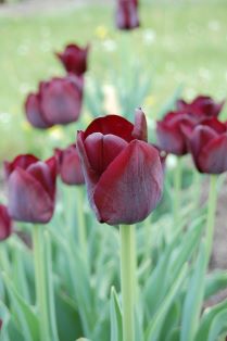 Blommande tulpaner av sorten 'Tofta' i rad. Tulpanen har mörkt röda blommor och grågrönt bladverk.