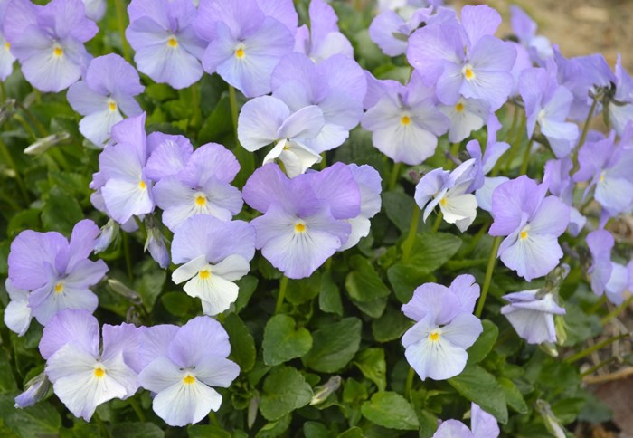 Blommande plantor av bukettviolen 'Ullas Favorit'. Blommorna är ljust lila och vita. Färgfoto.