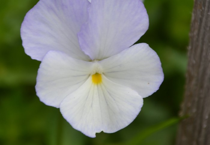 Närbild av en bukettviol av sorten 'Ullas Favorit'. I mitten av fotot syns den vita och ljust lila blomman. Färgfoto.