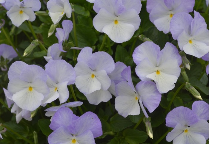 Närbild av blommorna hos bukettviolen 'Ullas Favorit'. På fotot syns en mängd blommande violer. Blommorna är vita och ljust lila. Färgfoto.