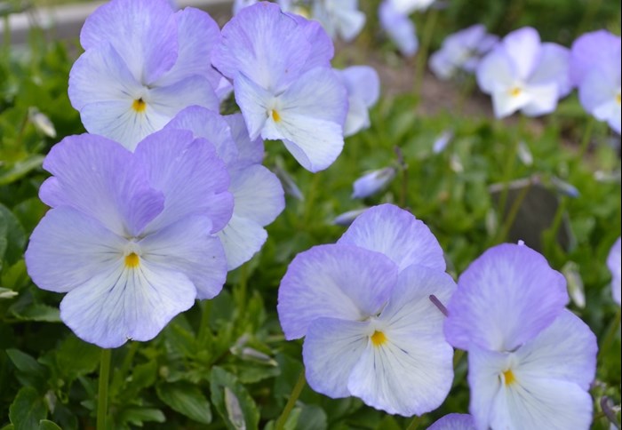 Närbild av den ljust lila och vita blomman hos bukettviolen 'Ullas Favorit'. Färgfoto.