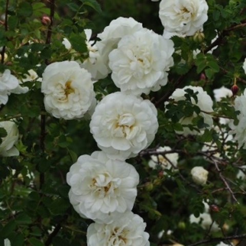 En blommande kvist av Rosa spinosissima (Plena-Gruppen) 'Valdemarsvik'. Färgfoto.